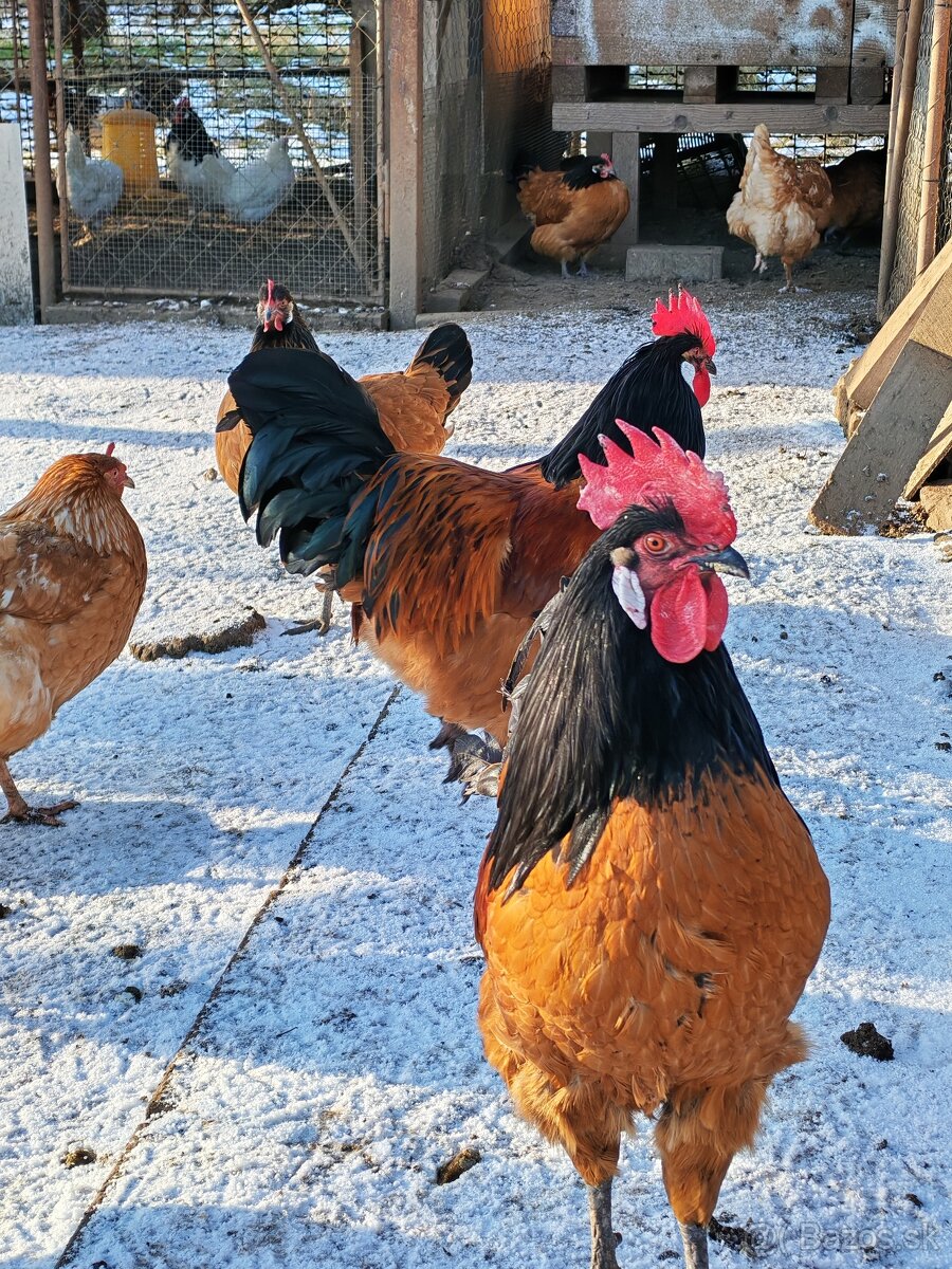 Predám kohútov - 8