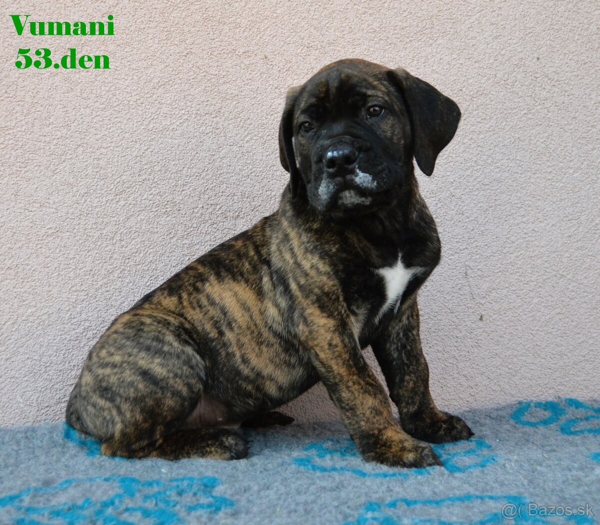 Boerboel štěňata FCI PP - 8