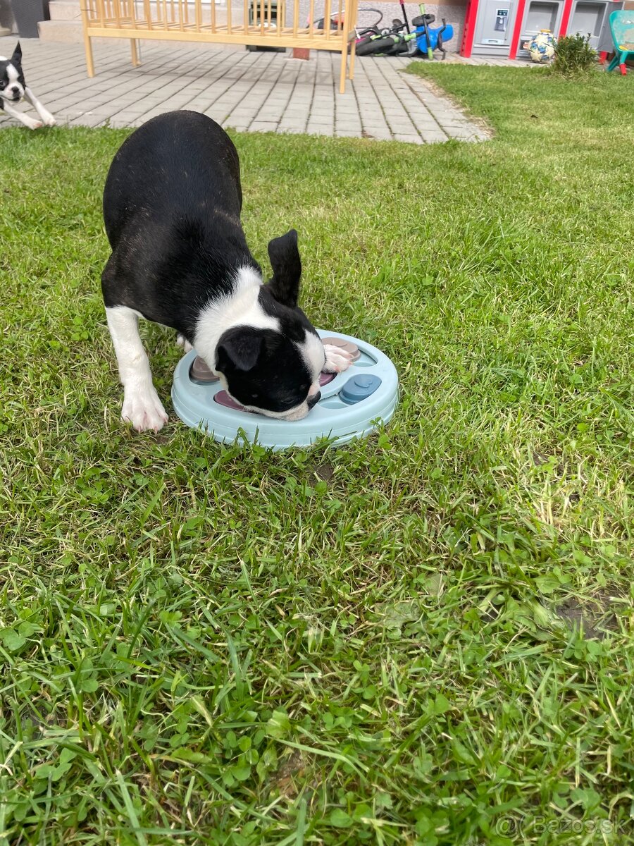 Bostonský teriér - 8