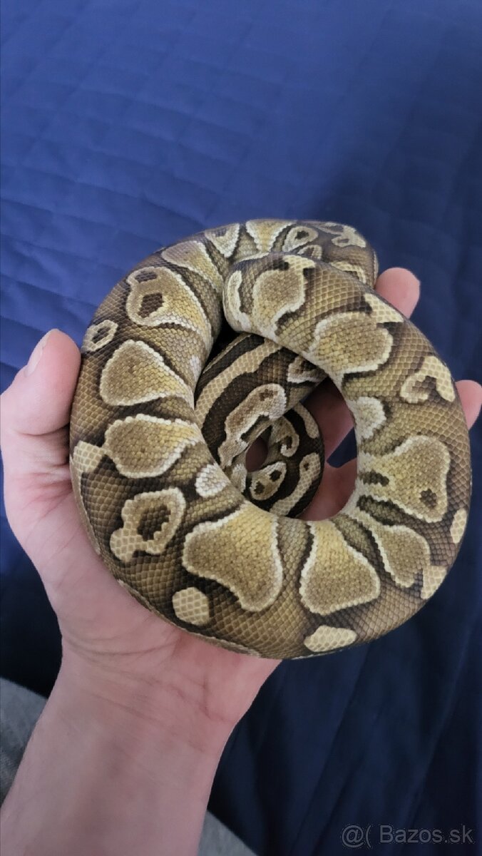 Pyton python regius kráľovský - 8