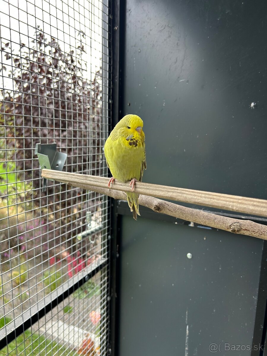 Vystavné andulky - 8