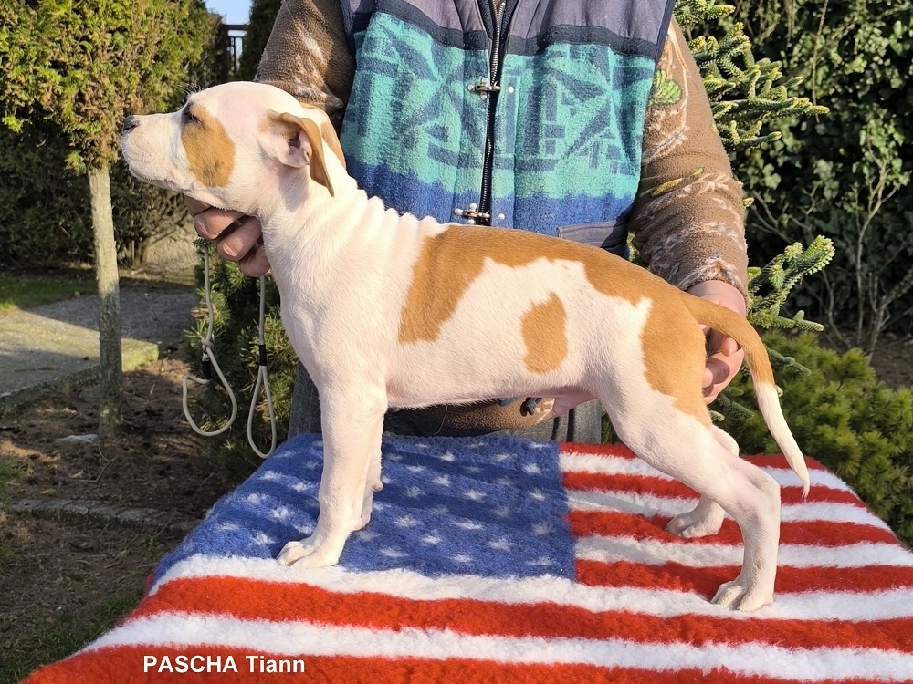 AMERICKÝ STAFORDŠÍRSKY TERIÉR s PP - 8