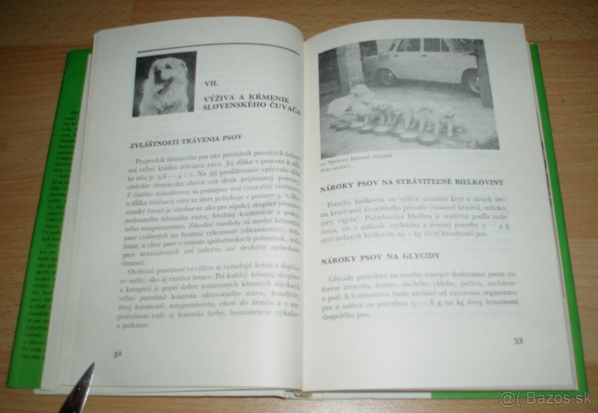 Slovenský čuvač - 8