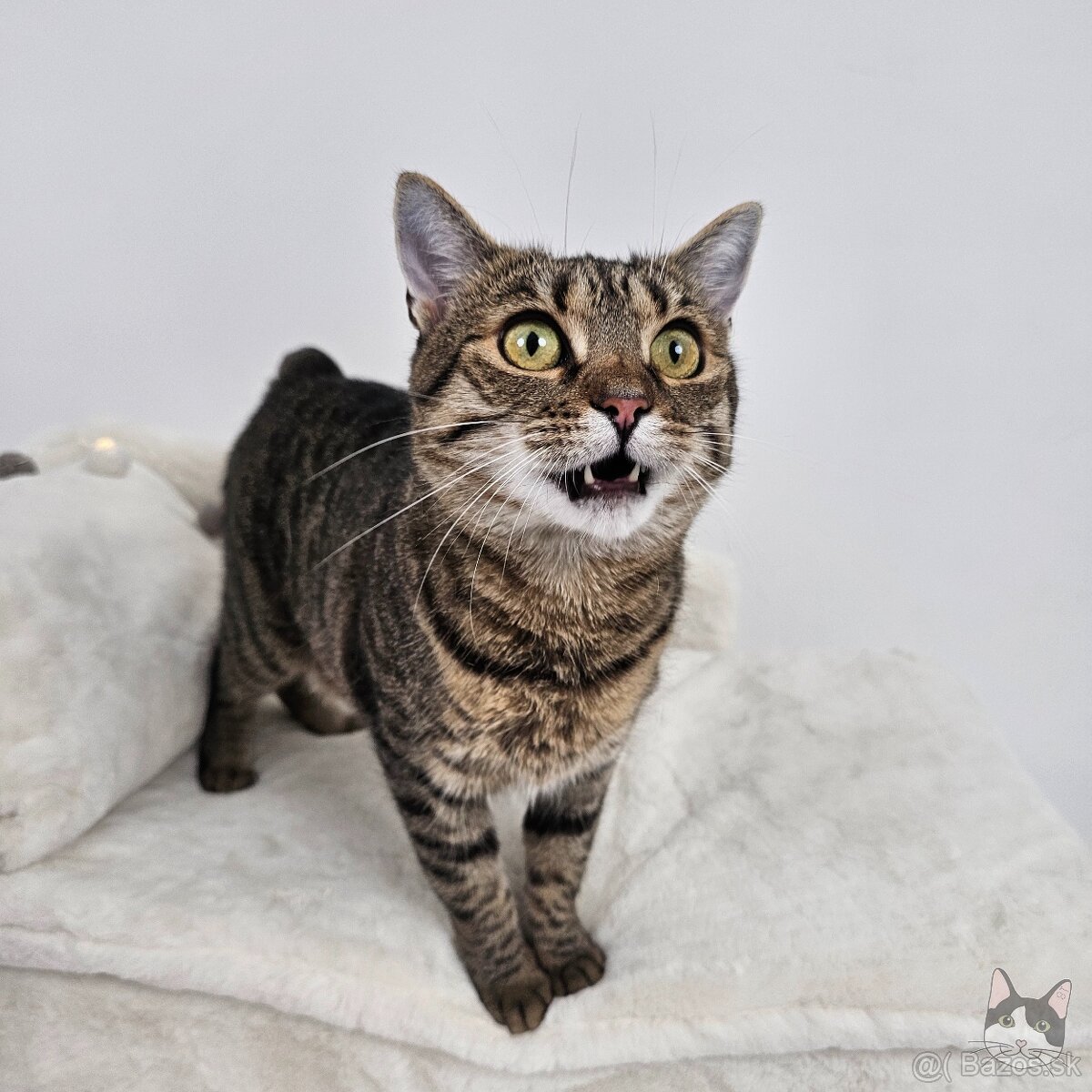 Očarujúca mačička ZOJKA hľadá domov - 8