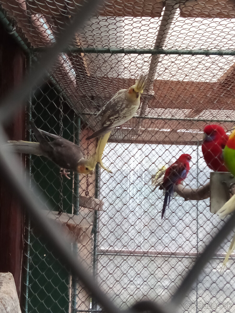 Korely -krúžkované - 8