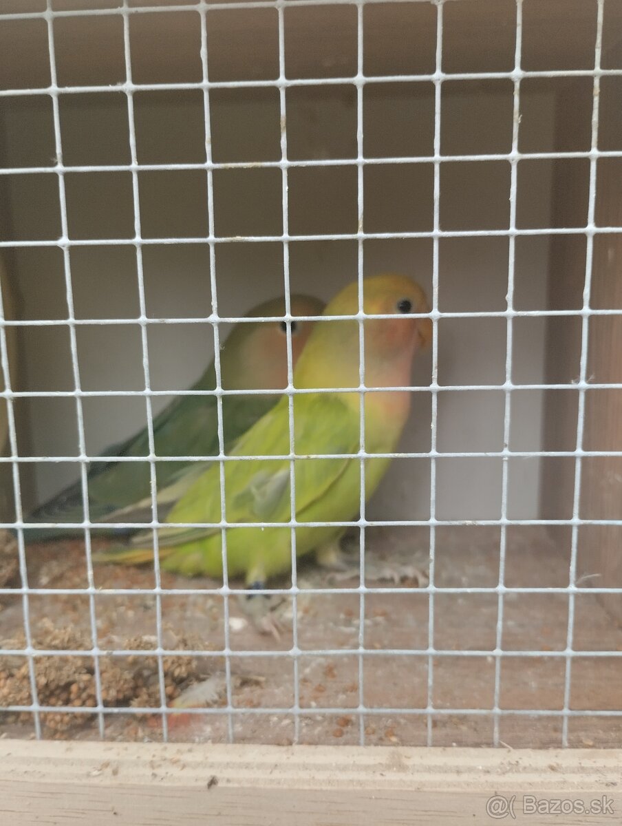 agapornis ružovohrdlý 1 - 8