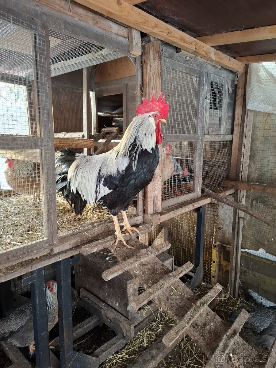 NV brakelky,vlašky,black star - 8