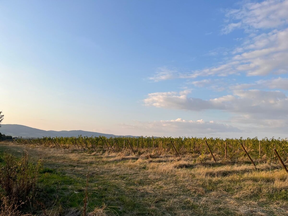 Prenájom vinohradu – Štefanová - 8