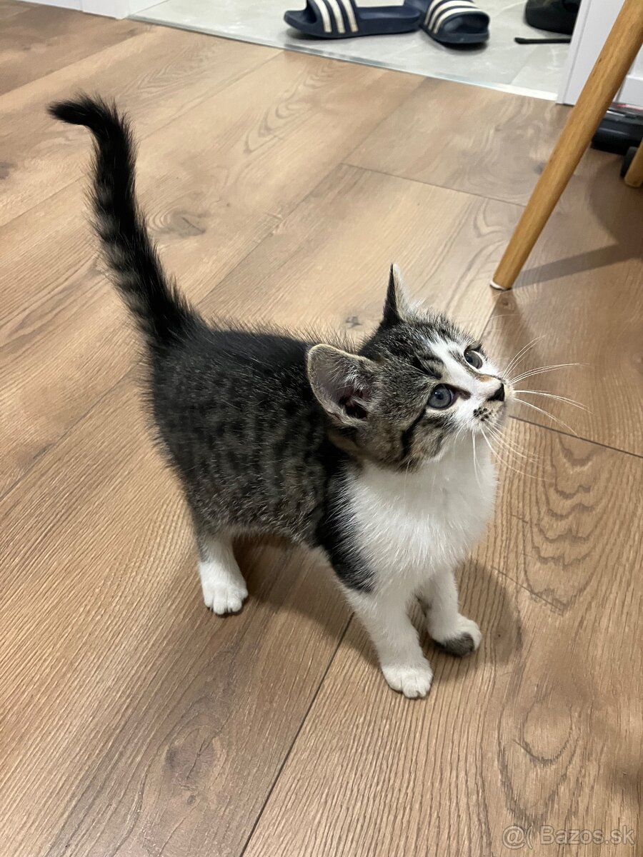 Mačiatka - 8