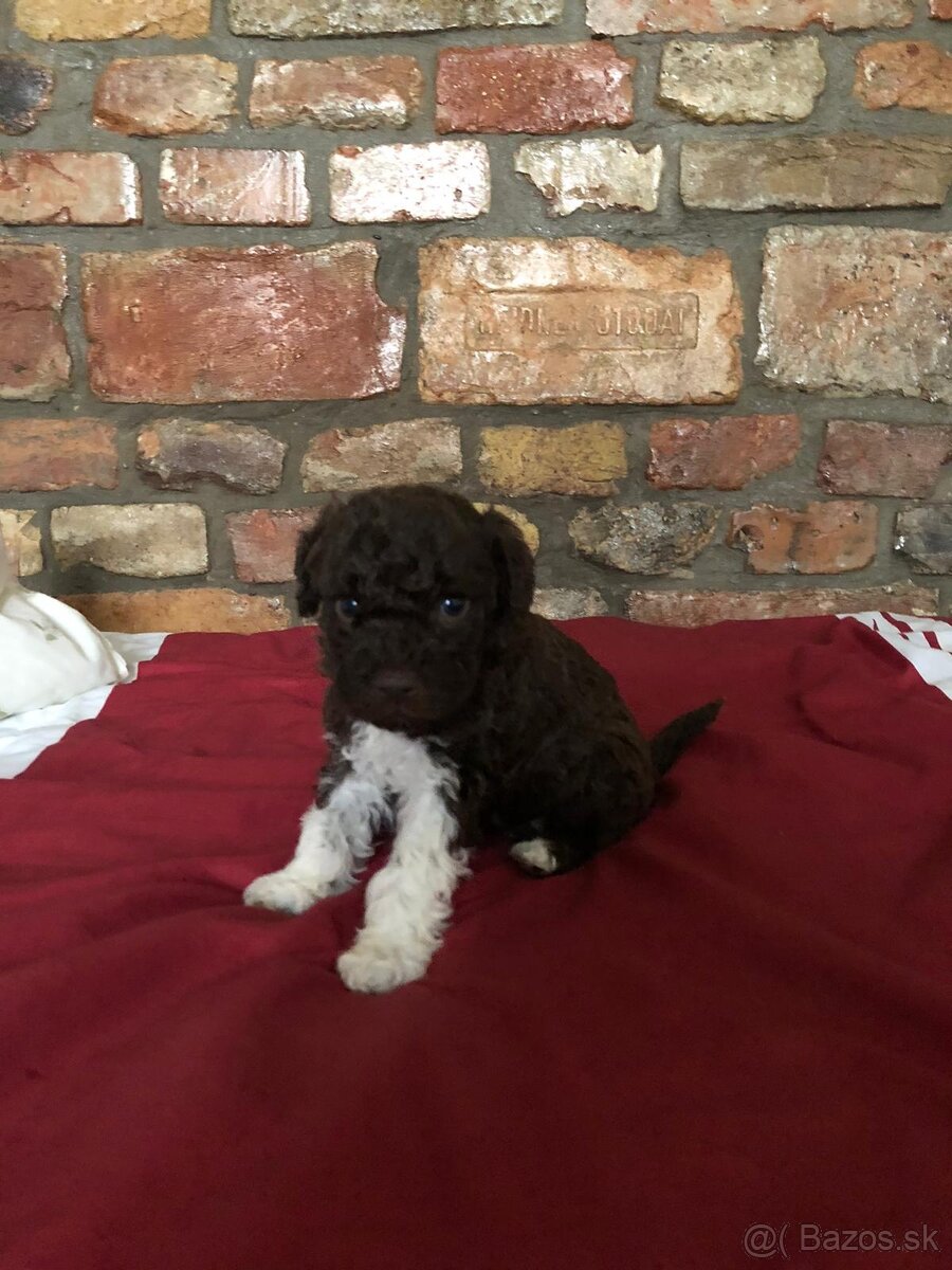 Lagotto Romagnolo - 8