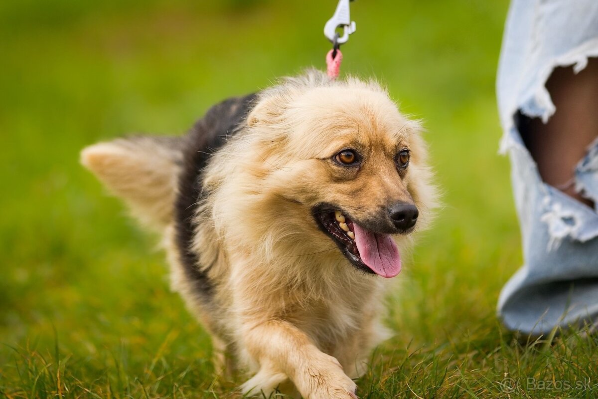 Darujem malú jemnú chlpatú sučku - mix špic Čita - 8