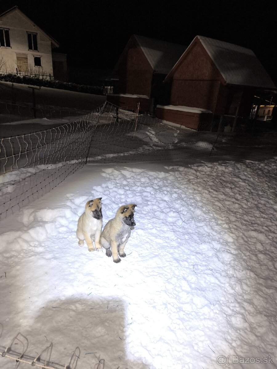 Predám šteniatka - 8