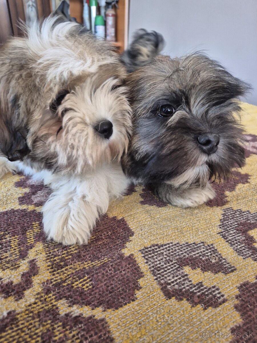 Šteniatka Lhasa Apso bez PP - 8