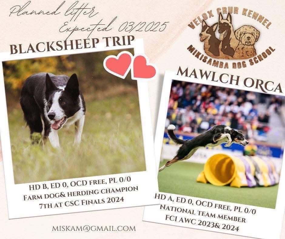 Border collie psik - 8