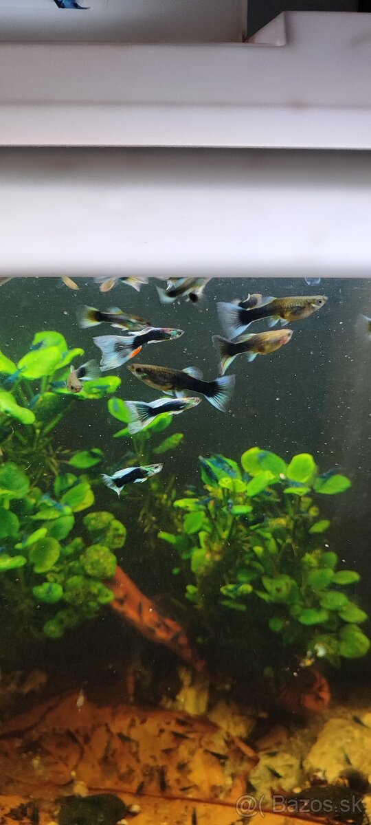 Slimák Brotia herculea +Gupky - 8