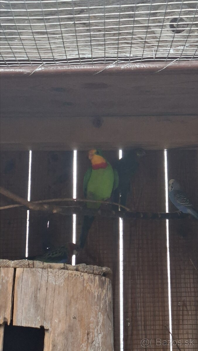 Papagaje rozely - 8