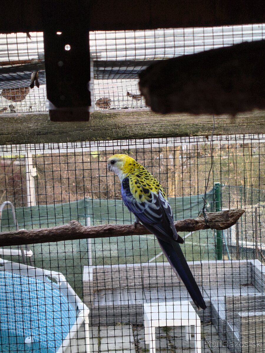 Rozela Žltohlava - 8