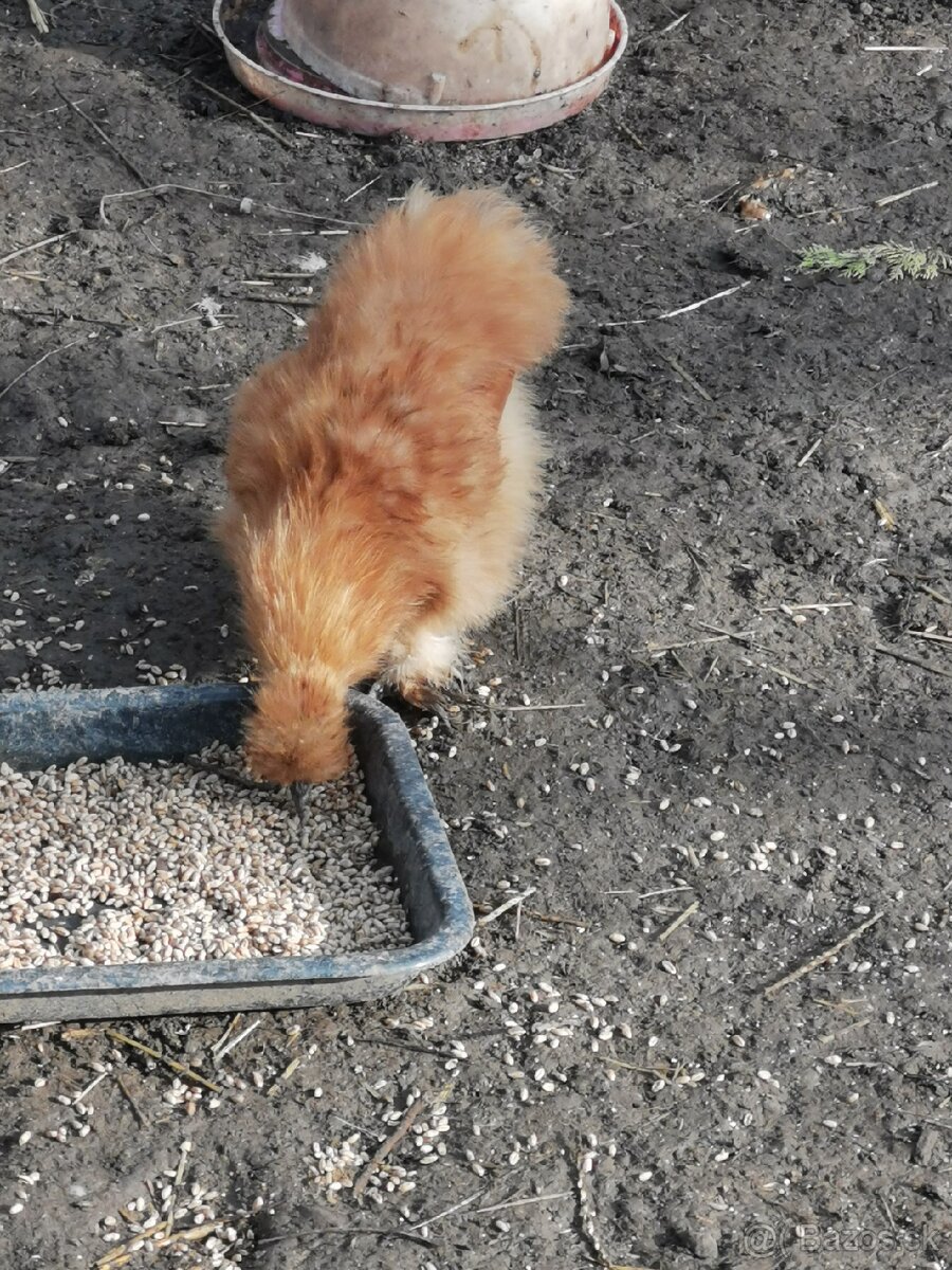 Nasadové vajíčka hodvábnicka - 8