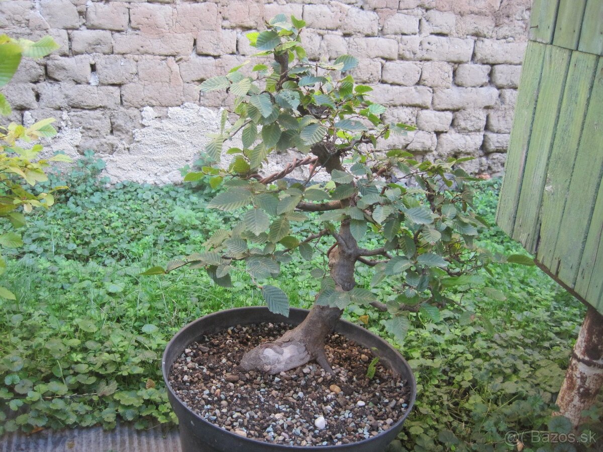 bonsai,bonsaj-hrab 1 - 8