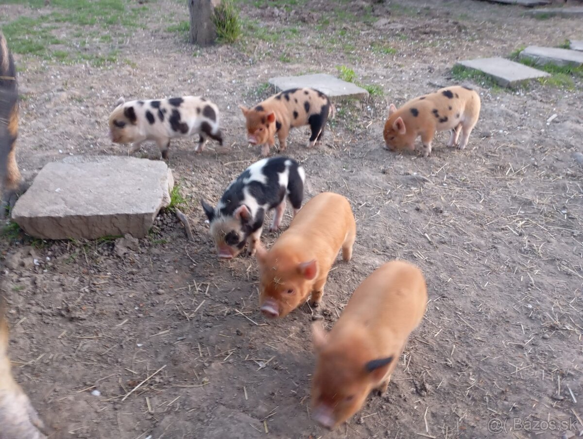 Kune Kune - selátka - 8