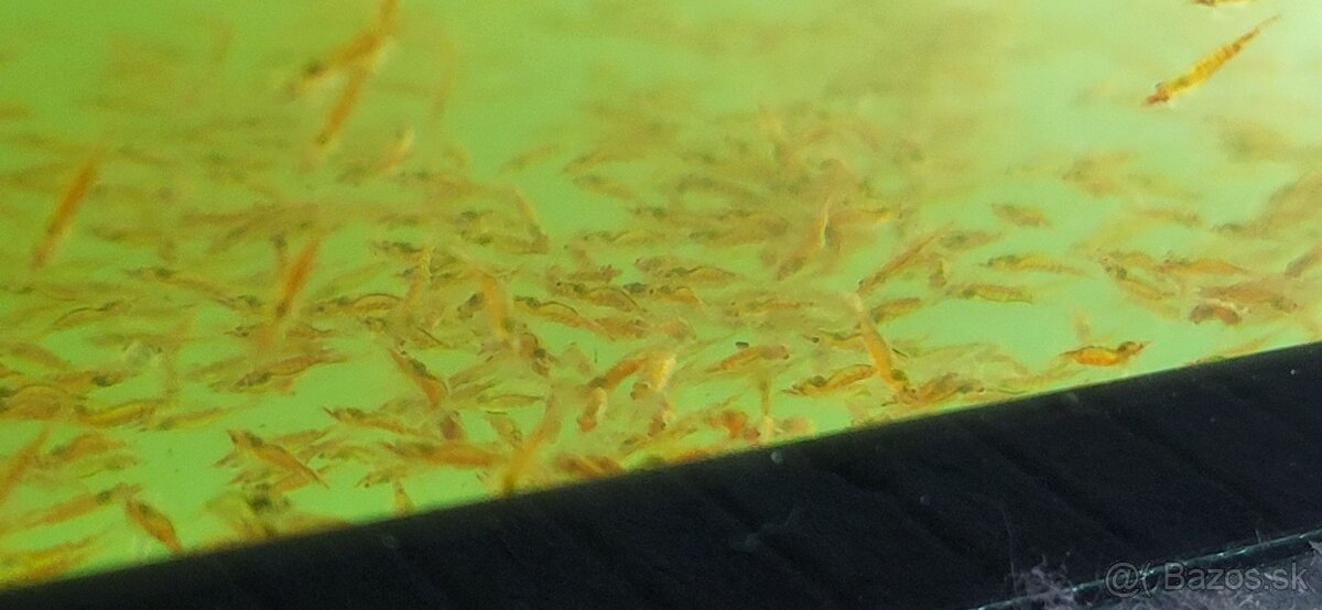 Krevetky Caridina Multidentata (Amano, Japonica) - 8