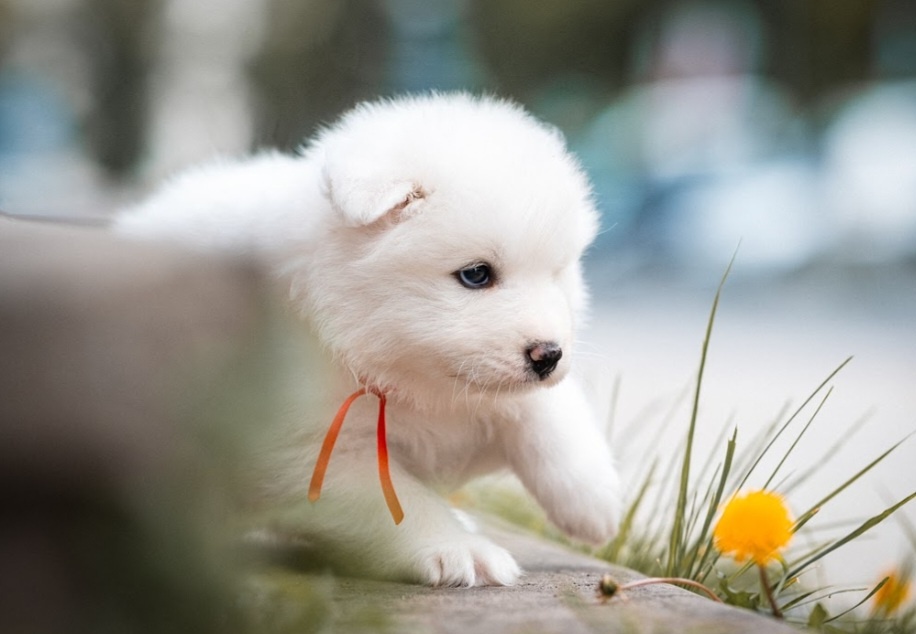 Samojed - 8