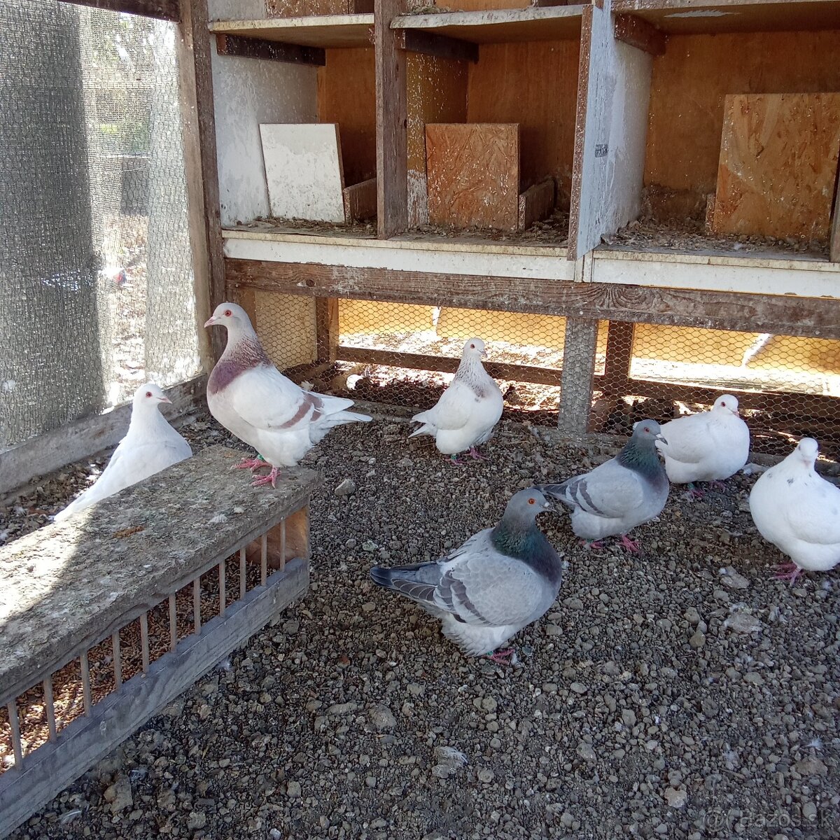 Predam holuby texan - 8