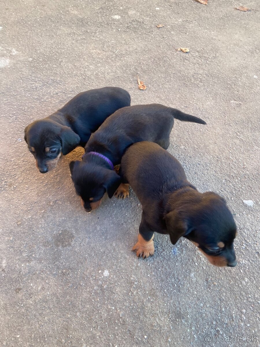 Jazvečík krátkosrstý - 8