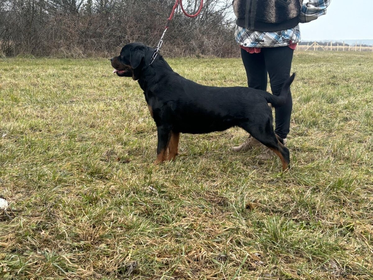 Rottweiler, rotvajler, rottwailer, rtw - 8