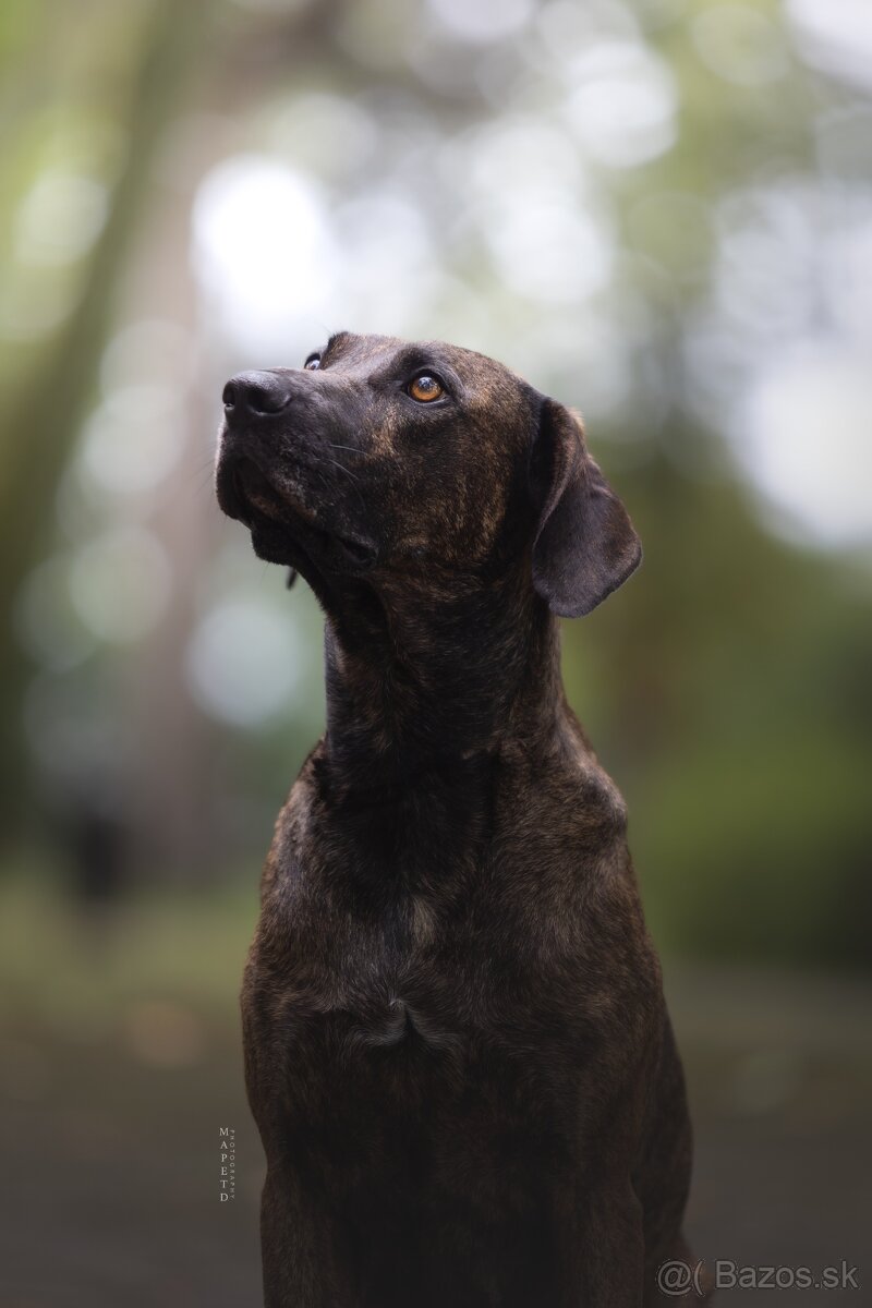 Louisianský leopardí pes Catahoula s PP - 8