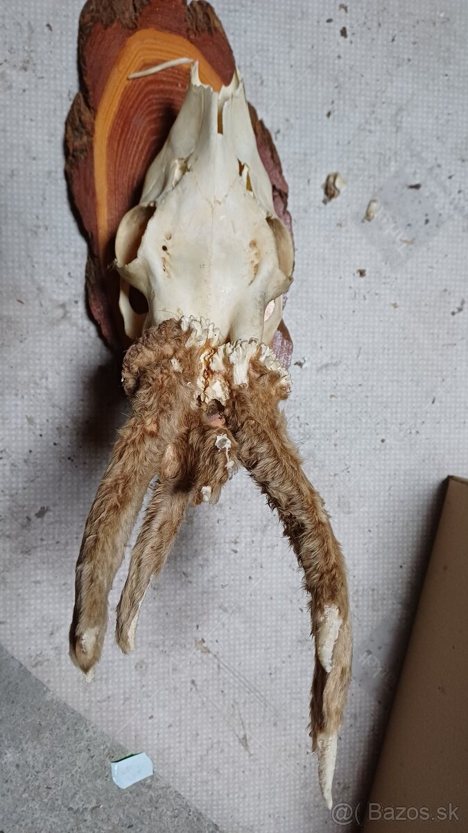 Trofeje - srnec, parožie - 8