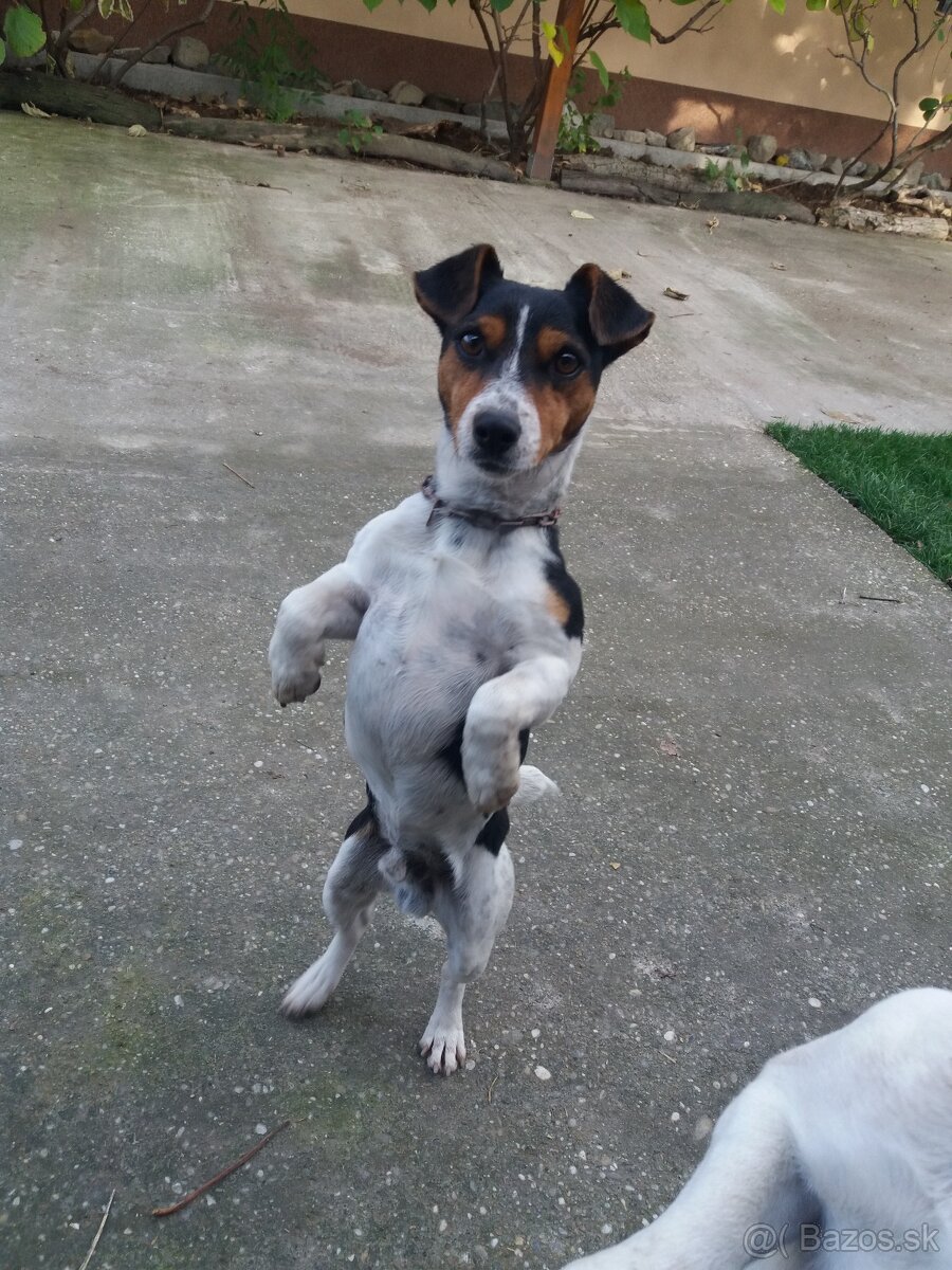 Jack russel terier - 8