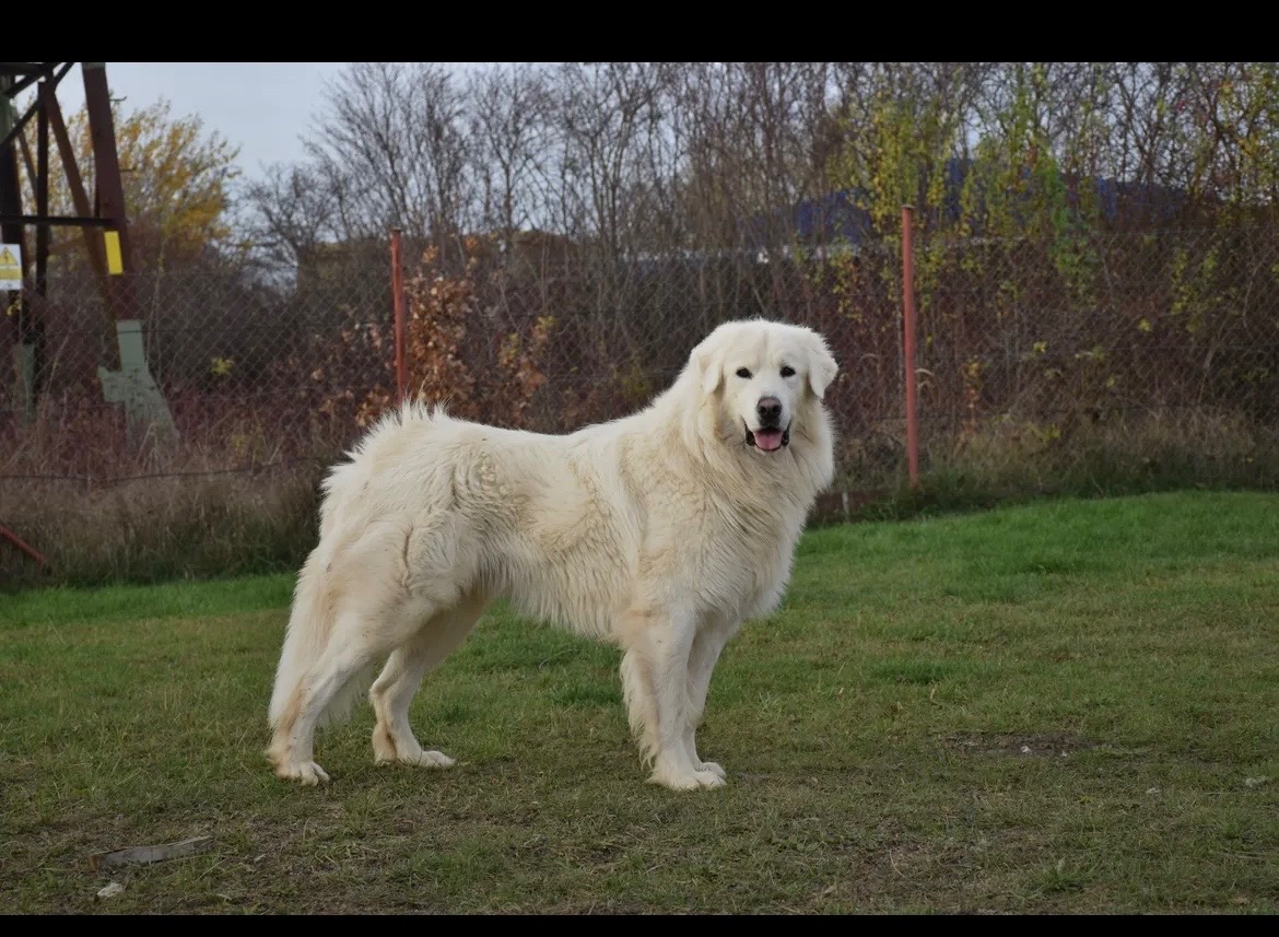 Slovenský čuvač s PP - 8