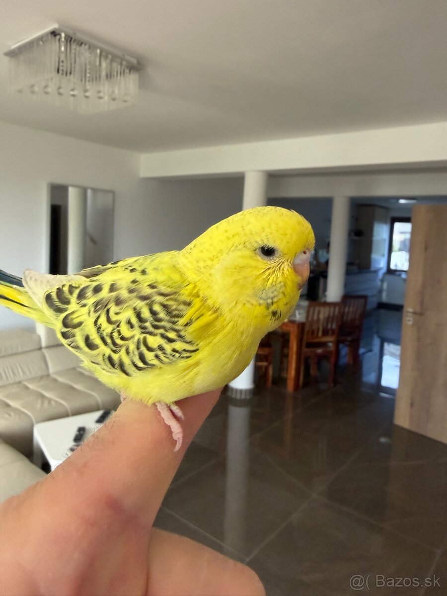 Andulka TCB Maznačik - 8