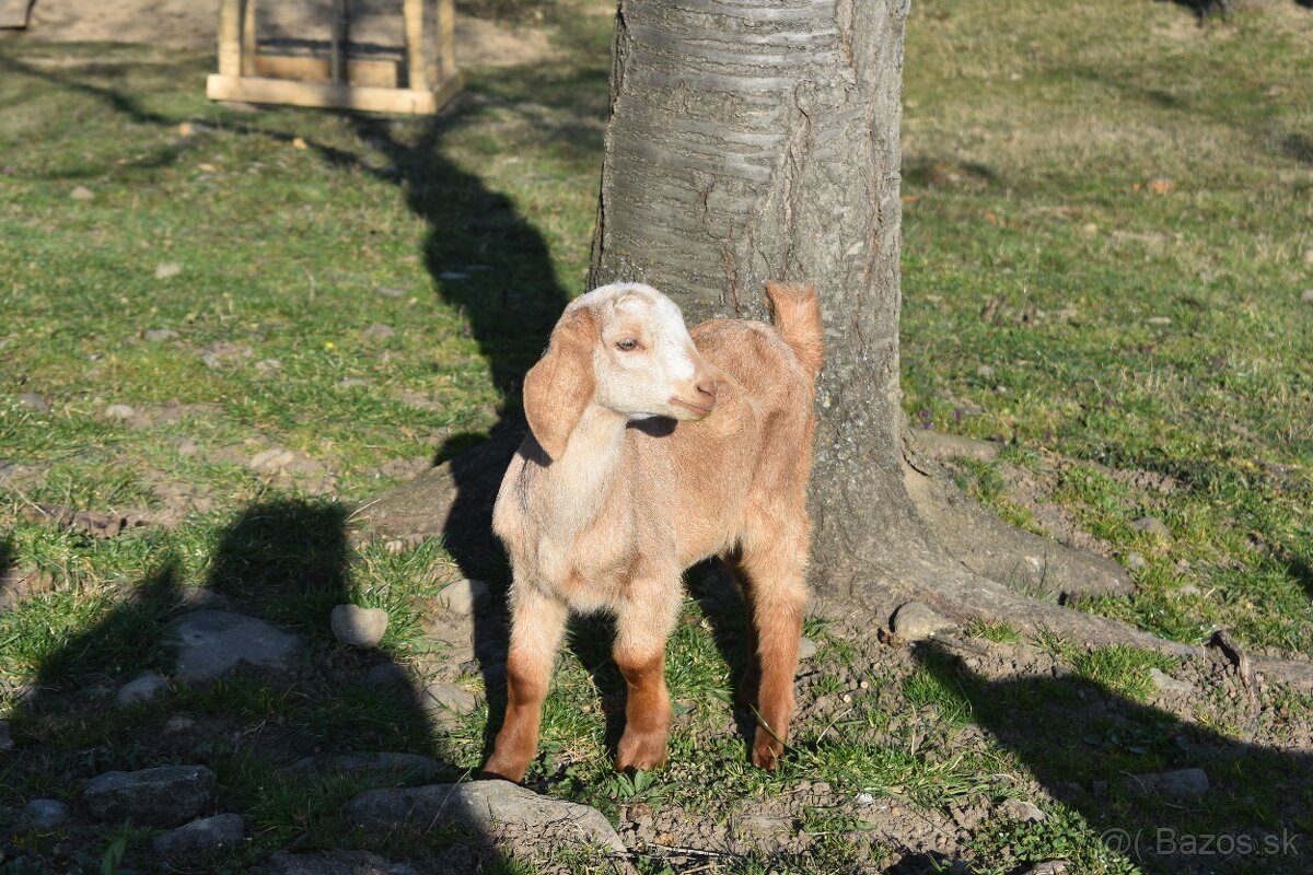 Predam Anglonubijske kozliatka - 8