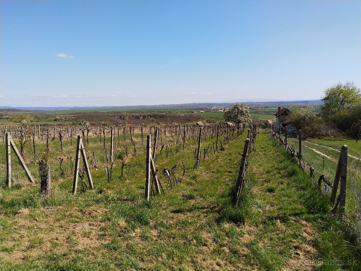Pozemok - Vinice Čajkov - Sádovské - 8