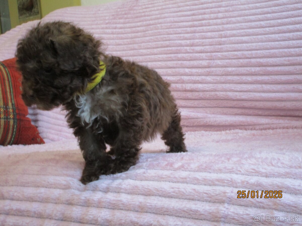 Pudel toy čokoláda - 8