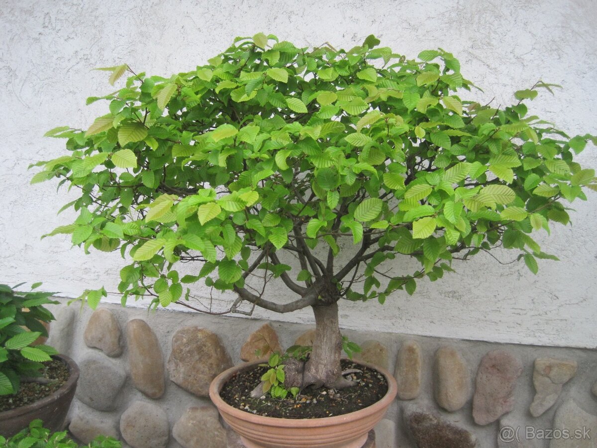 bonsai,bonsaj-hrab 11 - 8