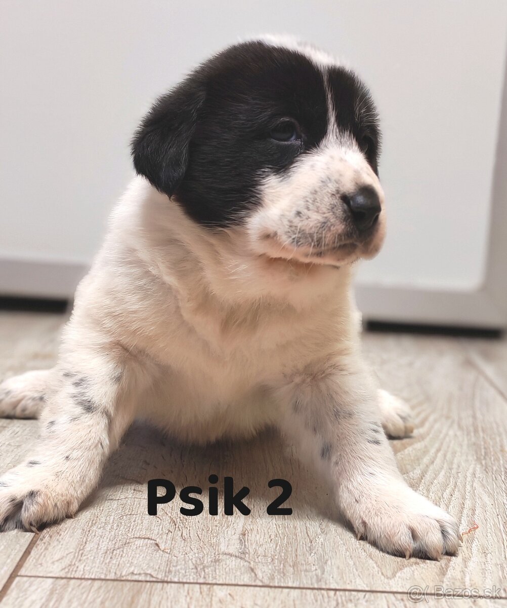 Stredoazijsky ovčiak - 8