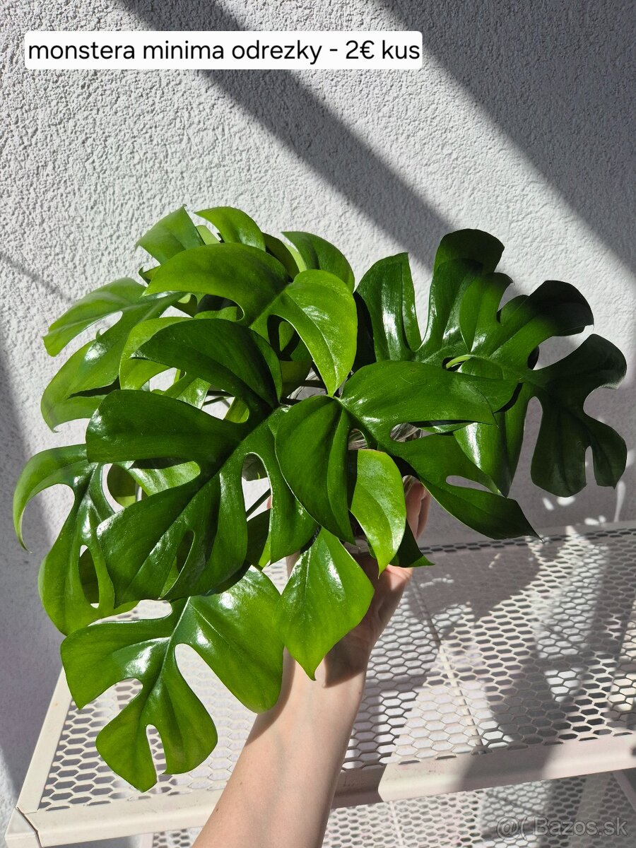 Predám izbové rastliny - 8