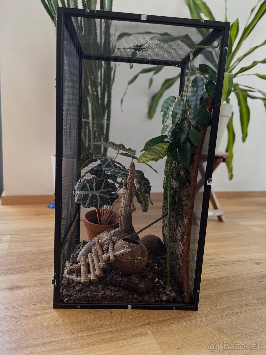 🦎 Predám pagekona riasnatého s teráriom - 8