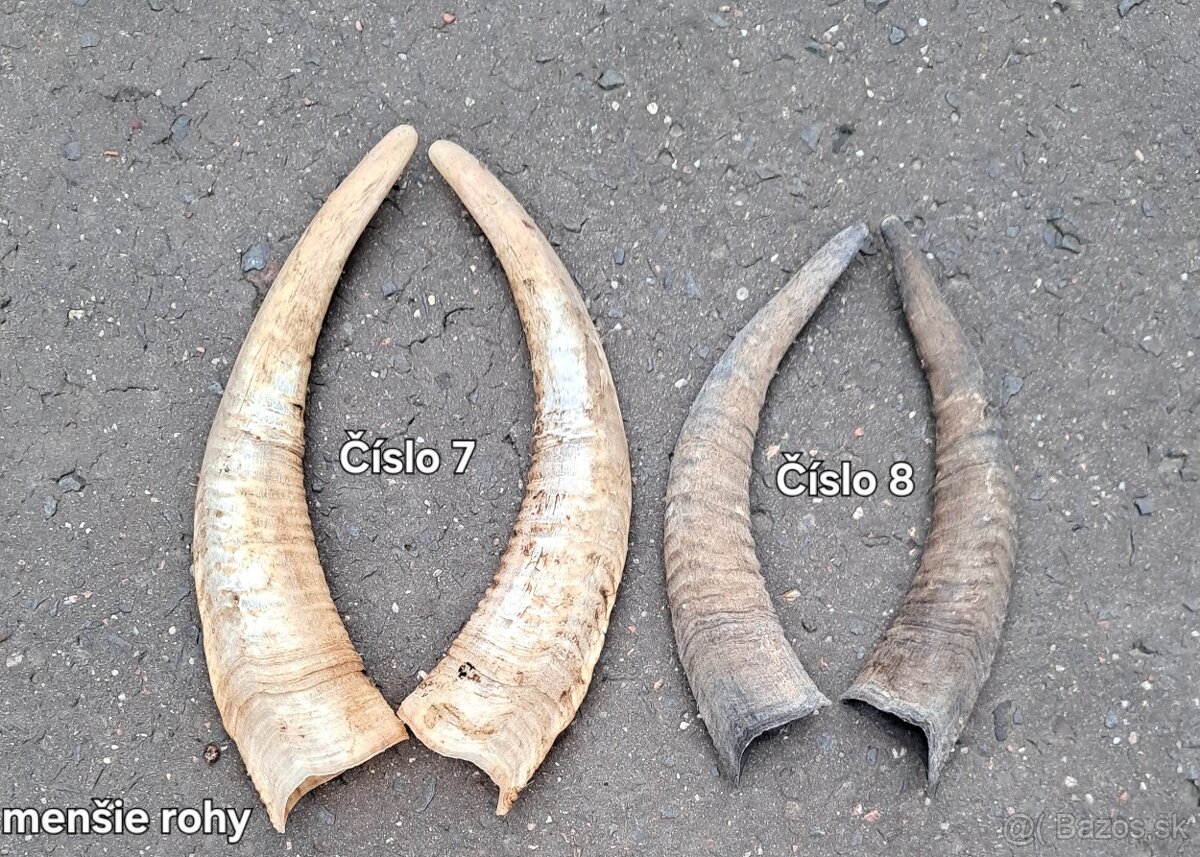 Trofeje, rohy 25-70cm - 8