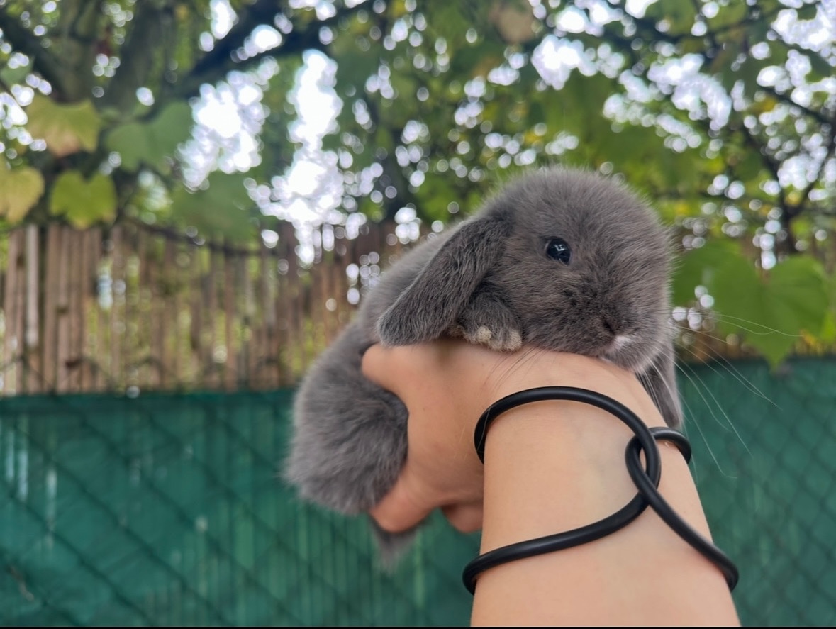 🩷Minilop zakrsly kralik 🐰🩷 - 8