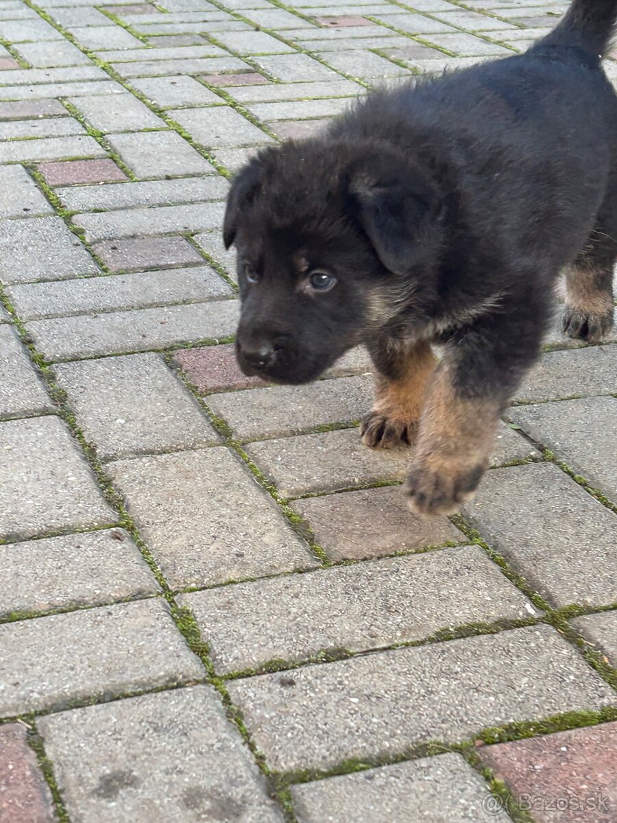 Nemecky ovčiak šteniatka - 8