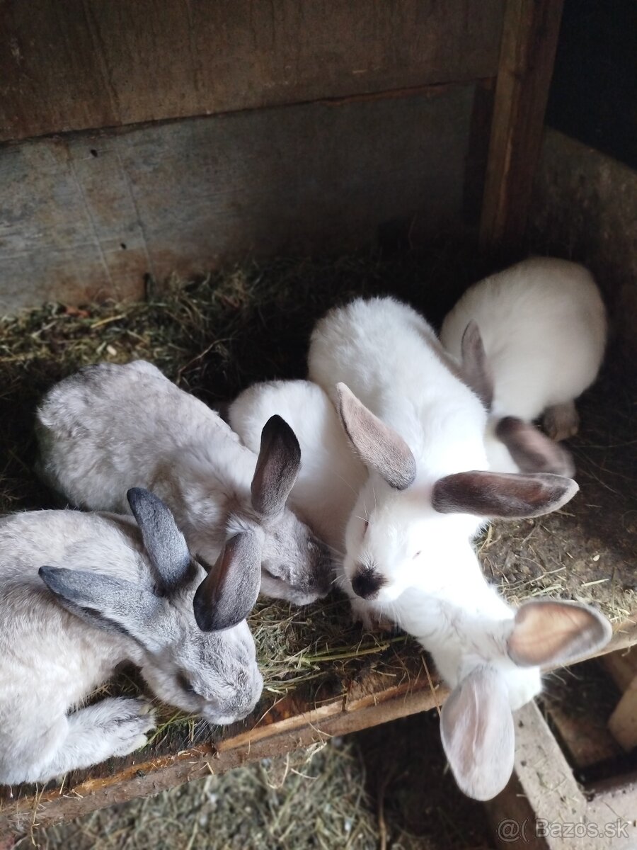 Predám zajace - 8