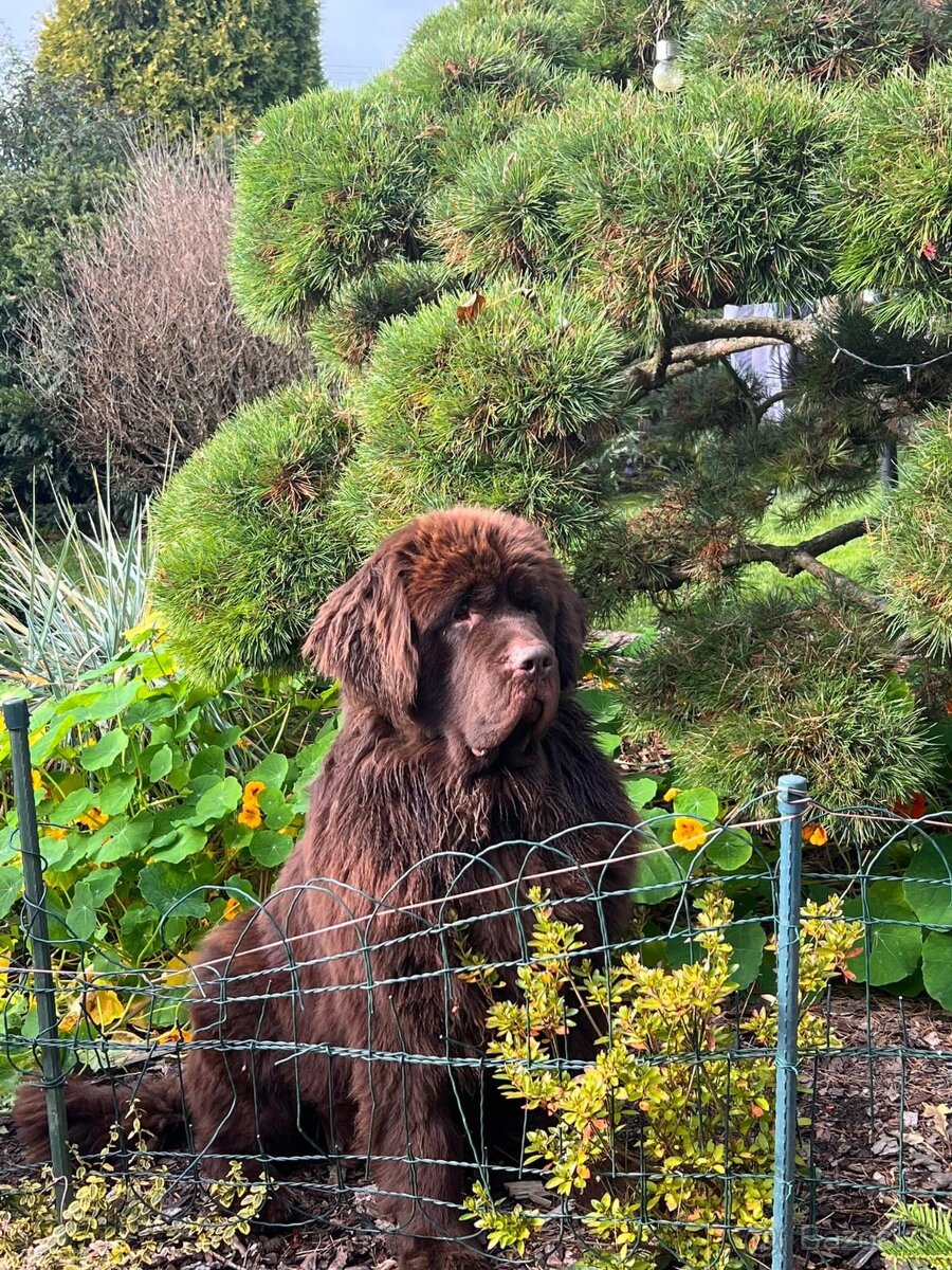 Novofundlandský pes s PP Fenka - 8