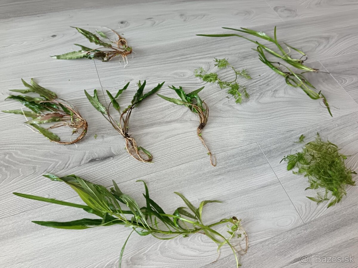 Akvarijné rastliny - 8