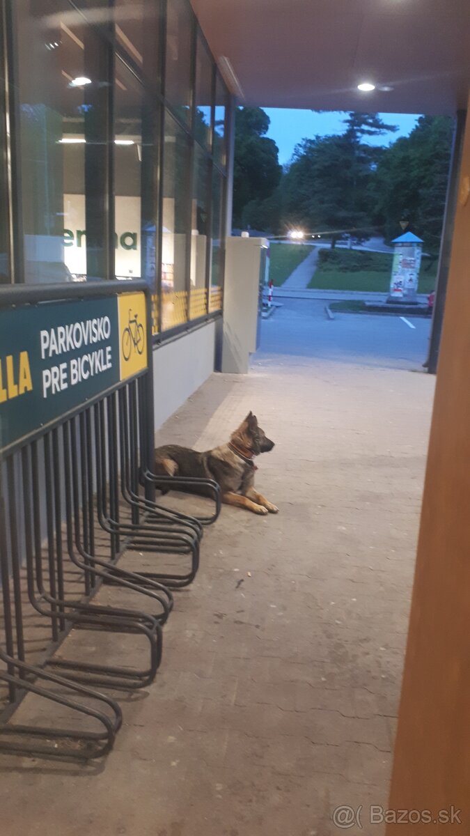 šteniatka kríženec nemecko-belgický ovčiak (cross) - 8