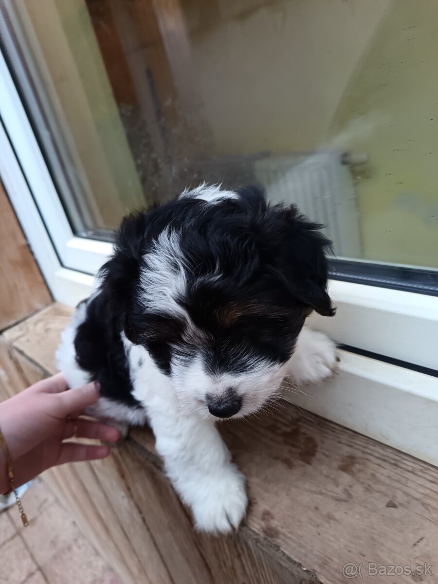 Ponúkam šteniatka - 8