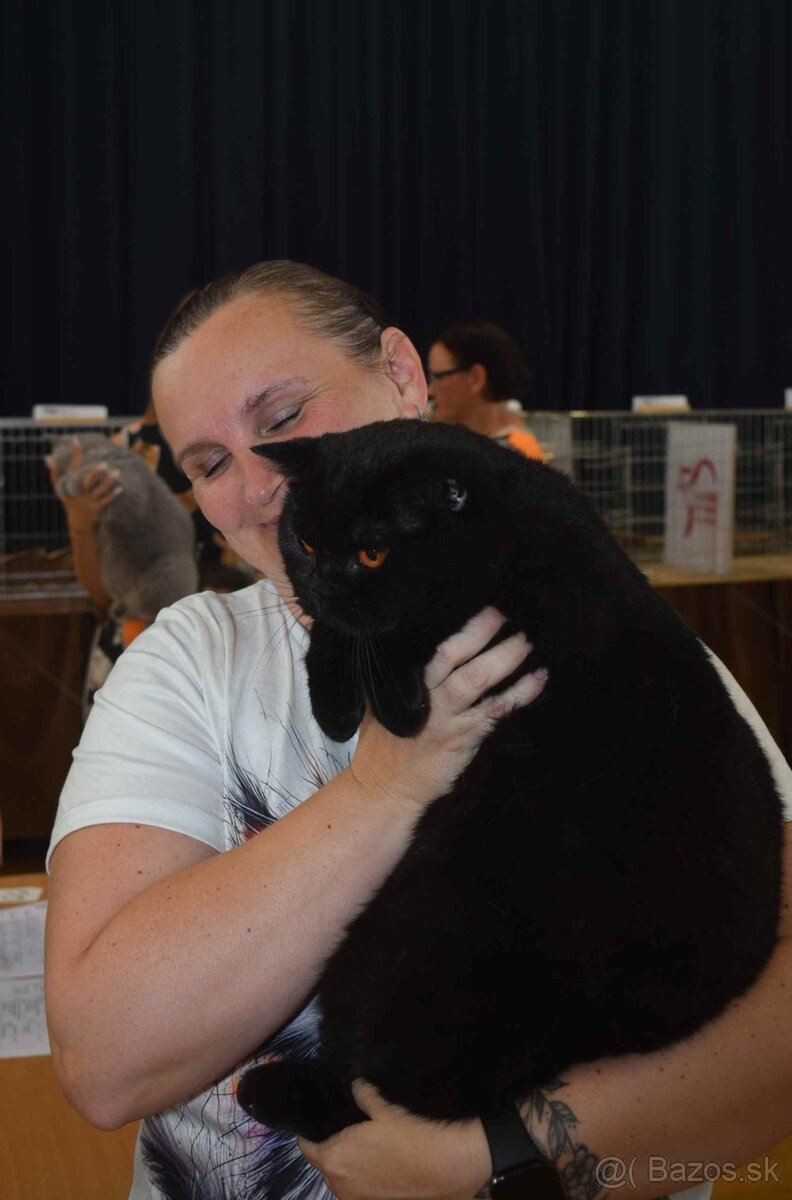 Britské mačiatka s PP - 8